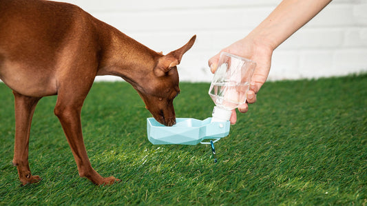 Portable Dog Water Bottle with Foldable Bowl – Leak-Proof Travel Hydration for Pets (Clip-On Design)