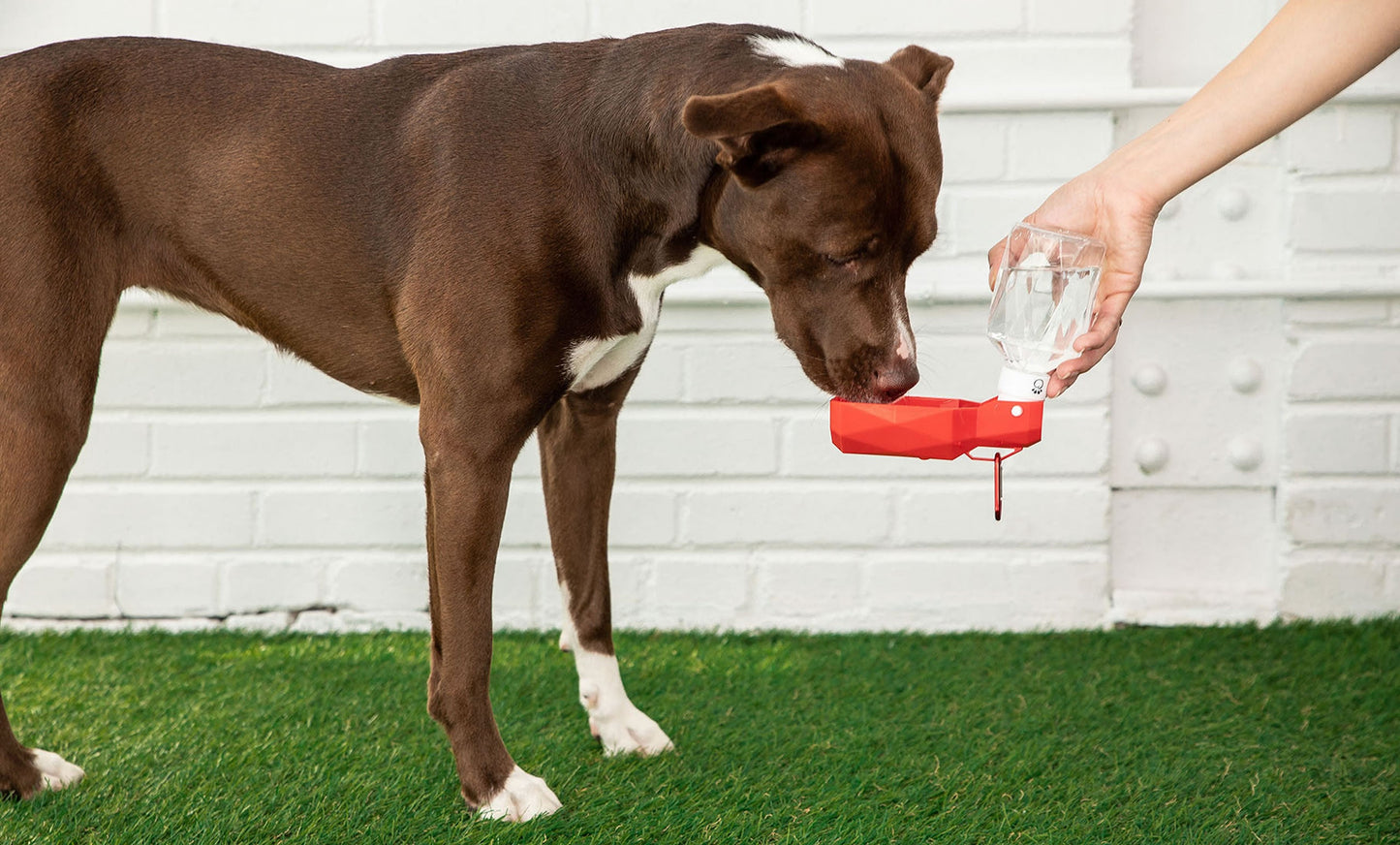 Portable Dog Water Bottle with Foldable Bowl – Leak-Proof Travel Hydration for Pets (Clip-On Design)